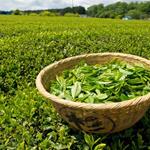 تخصیص ارز دولتی به واردات چای یک تصمیم ضدتولید است