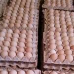 ریشه افزایش قیمت تخم مرغ چیست؟