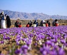  کاهش شدید صادرات زعفران در ایران