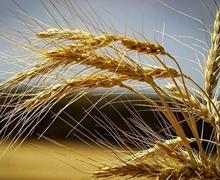 ۱۰/۵ میلیون تن گندم در کشور خریداری شد