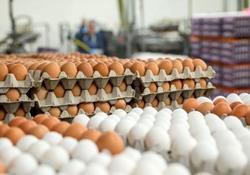 حذف شبکه دلالی از روند توزیع تخم‌مرغ/تولید بیش از نیاز بازار است
