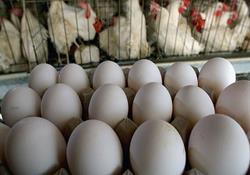 تخم‌مرغ با نرخ مصوب در فروشگاه های سراسر کشور توزیع می‌شود