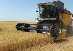 یک میلیون و ۸۰۰ هزار تن گندم از کشاورزان خرید شد
