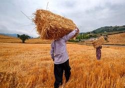 درخواست وزارت جهاد کشاورزی برای تعیین قیمت ۱۴ هزار ریالی سبوس گندم