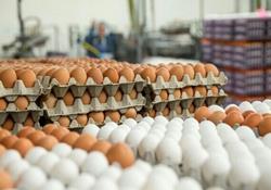 کاهش ۳۰۰۰ تومانی قیمت هر شانه تخم مرغ
