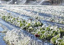 ضربه سرما به محصولات کشاورزی