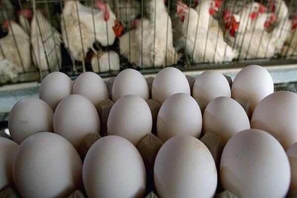 چرا تخم‌مرغ گران شد؟/ مرغ‌داران در جستجوی نهاده