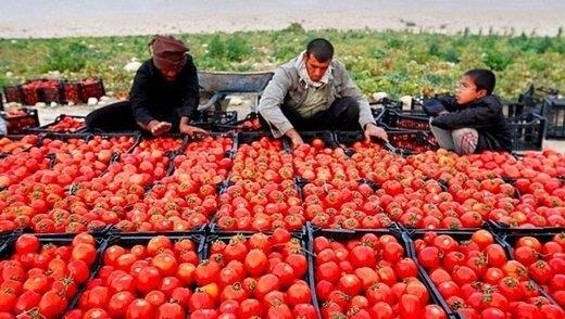 دلایل گرانی گوجه فرنگی و پیاز/ قیمت تا ۴۰ روز آینده متعادل می‌شود