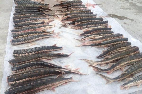 تداوم ممنوعیت برداشت ماهیان خاویاری در دریای خزر